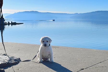 Our puppy Griff on the shores of Lake Coeur d'Alene, Idaho.