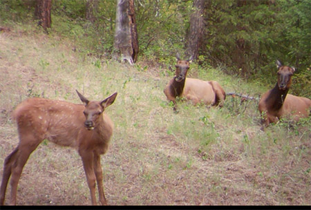 Idaho wildlife viewing, elk