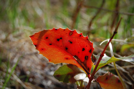 Area Idaho nature photography.