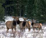 Idaho Wildlife, Coeur d'Alene National Forest