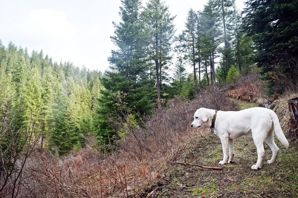 Our vacation rental property is dog friendly